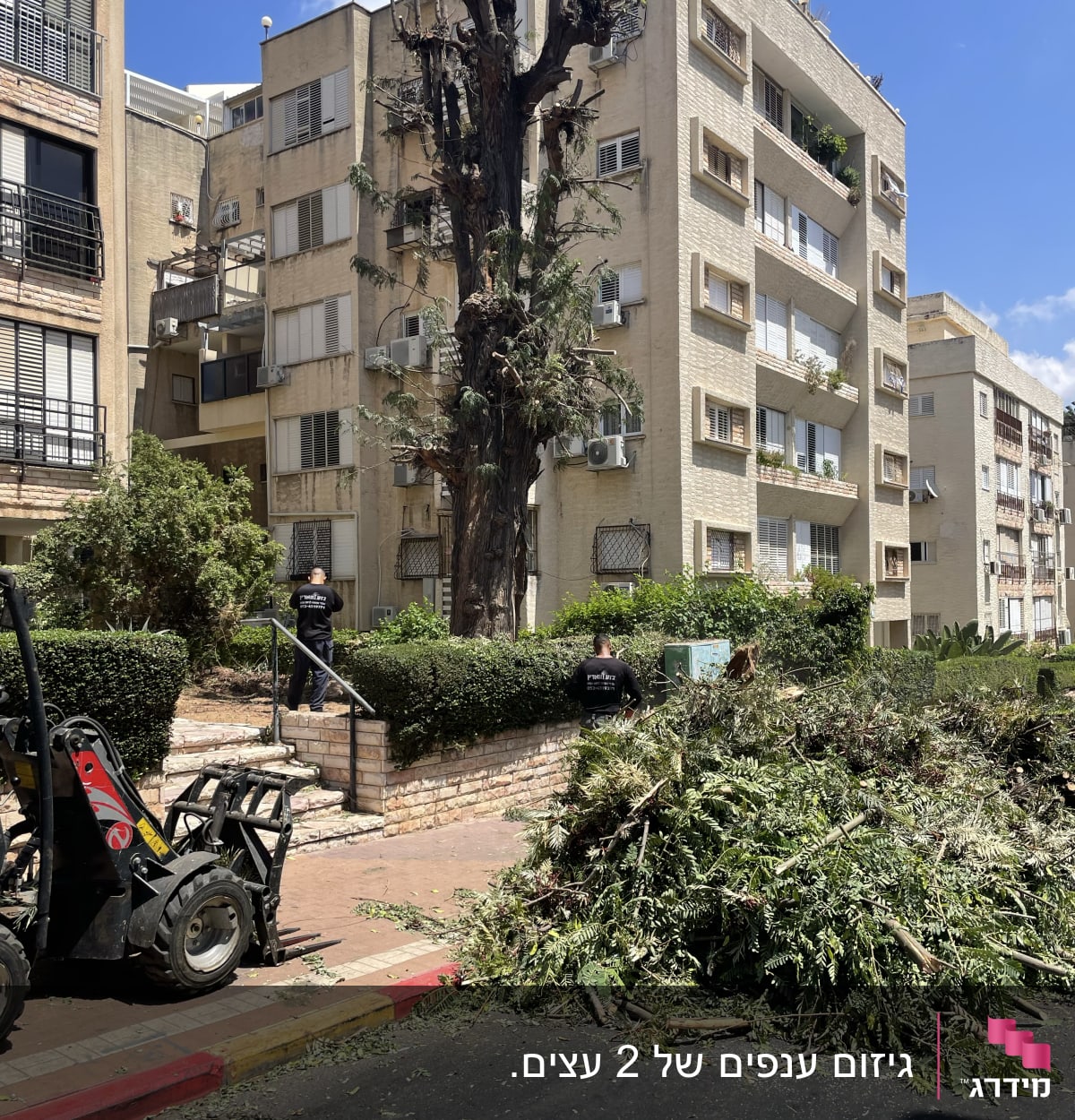 עץ גזום עם ענפים כרותים על הקרקע